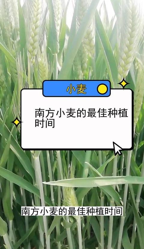 小麦种植时间：秋季播种的最佳时期及注意事项