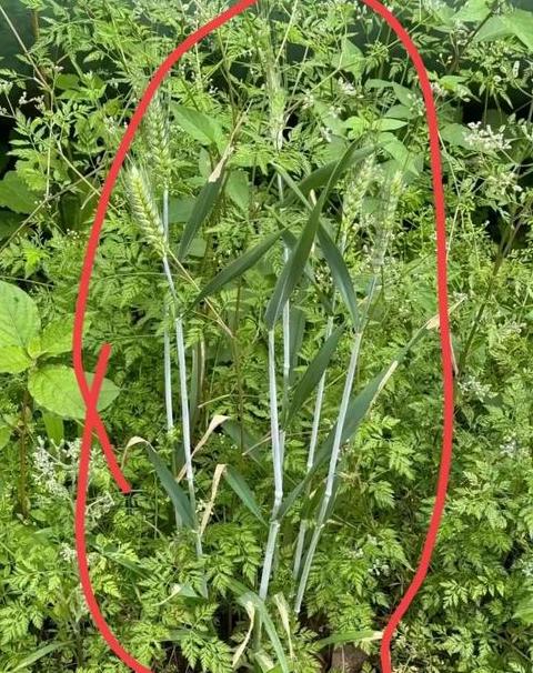 南方气候与小麦种植的微妙关系