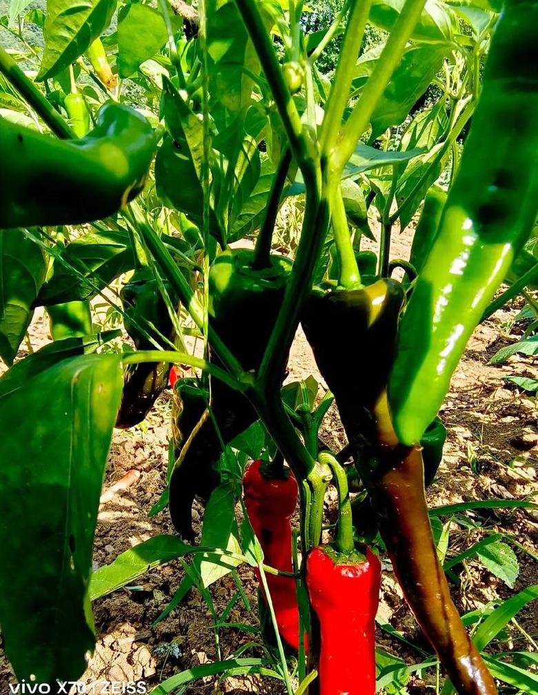 玉米种植最佳时间及注意事项