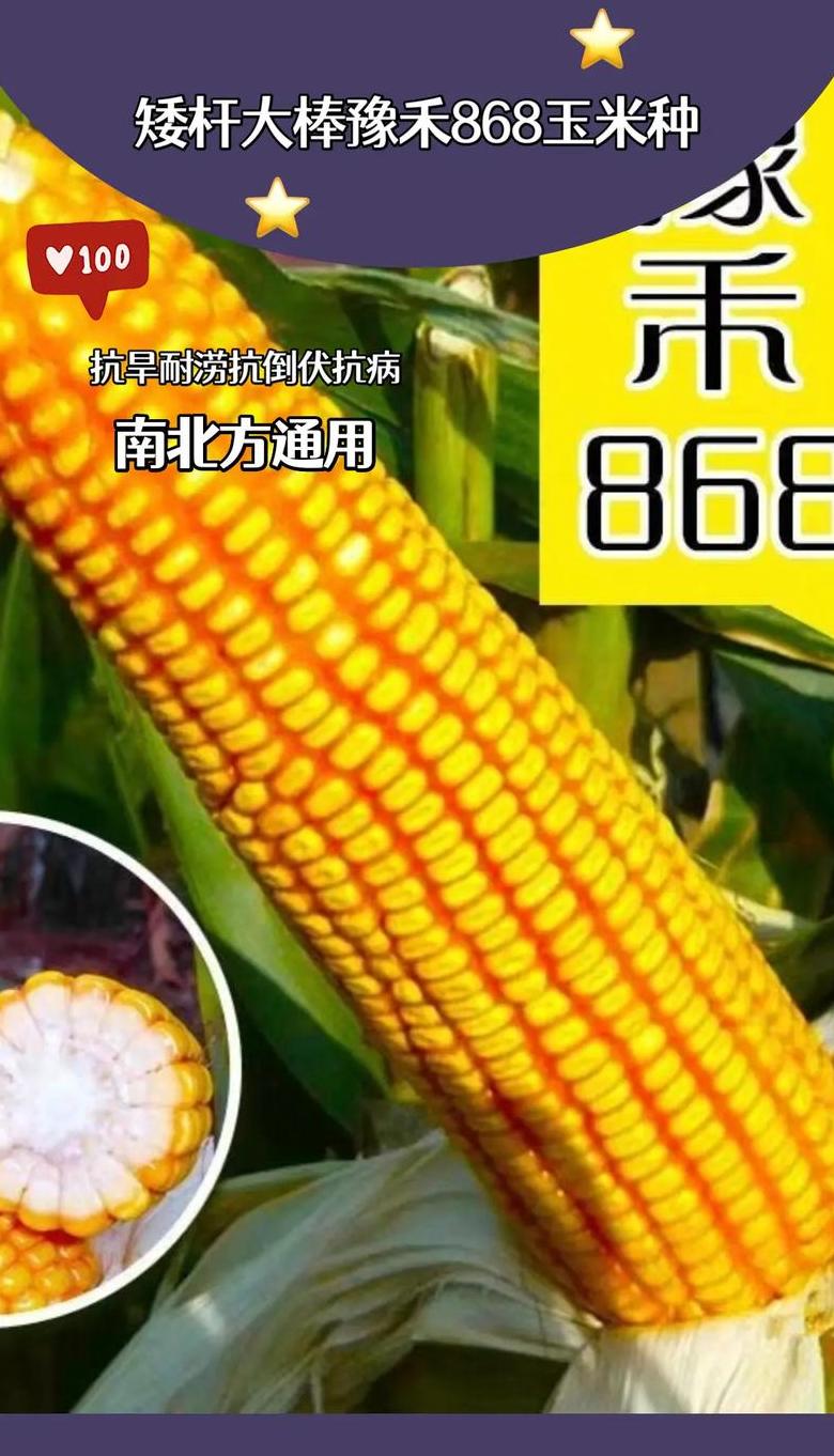 玉米不适合做种子的原因