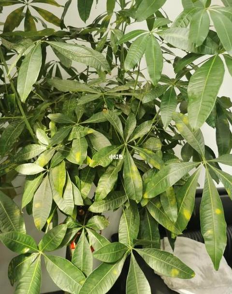 招财树叶子发黄？揭秘原因与解决技巧