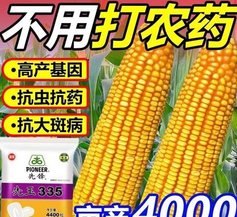 先玉1619玉米种子抗旱怎么样