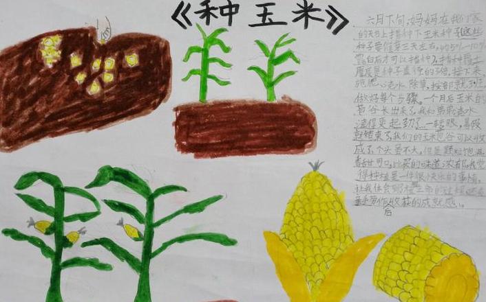 玉米播种量计算：一亩需用多少斤种子？