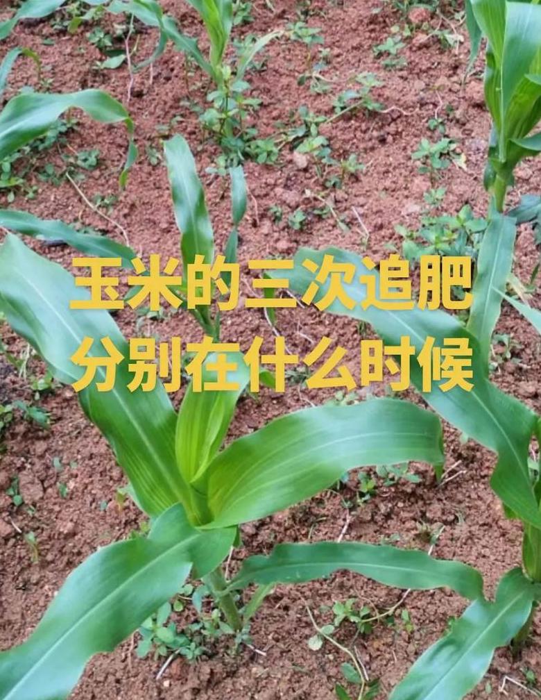 播种的两个读音分别是什么意思(播种三声还是四声)