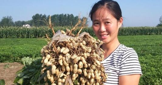 花生重茬防治攻略全解析