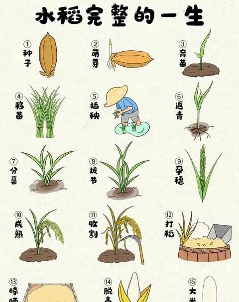 水稻的种植过程二年级