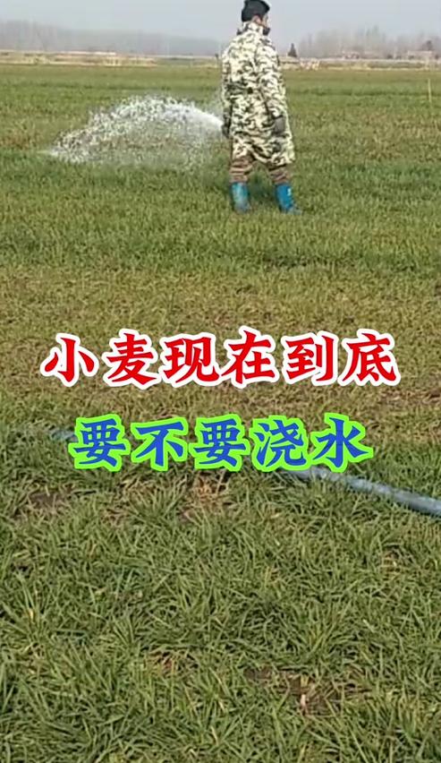 小麦浇水时机分析：土壤、气候与生长阶段综合考量