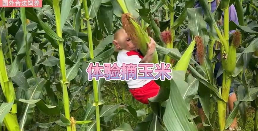 猴子摘玉米：专注与选择的智慧启示