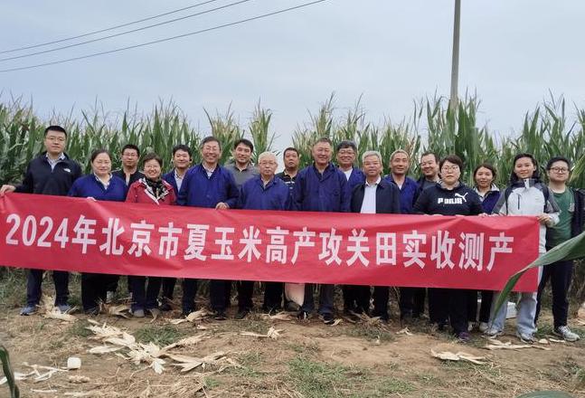 山东夏播玉米高产品种推荐