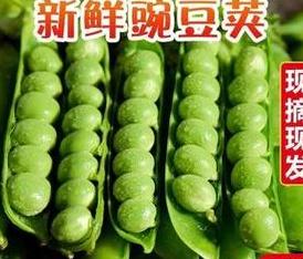 春季播种指南：二三月蔬菜水果种植推荐