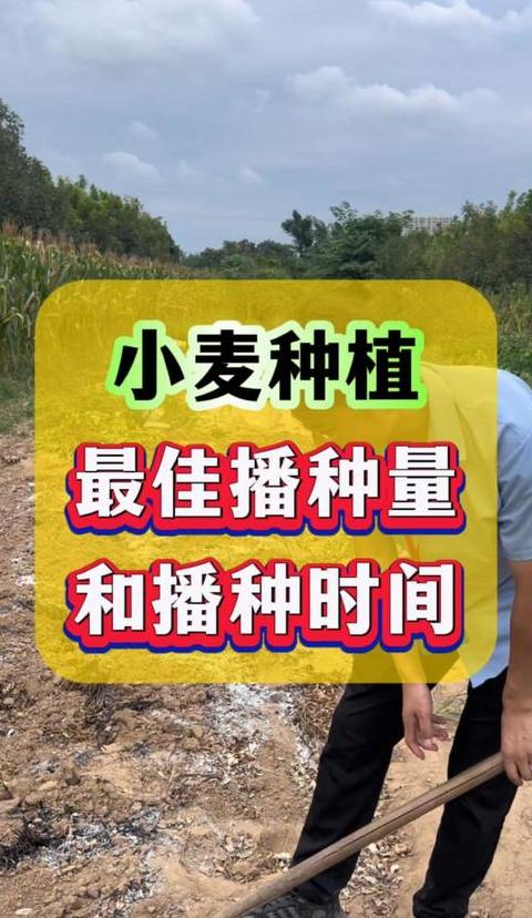 2024年山东小麦播种时间指南