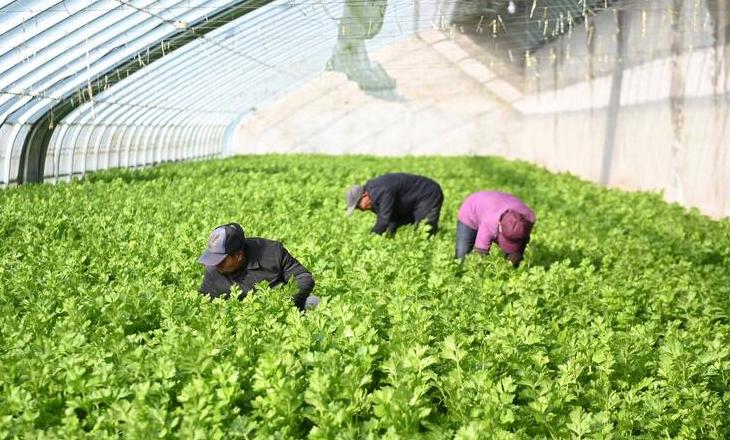 冬季蔬菜种植指南：盘点耐寒蔬菜品种