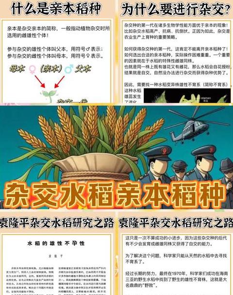 杂交水稻、转基因水稻与普通水稻的区别解析