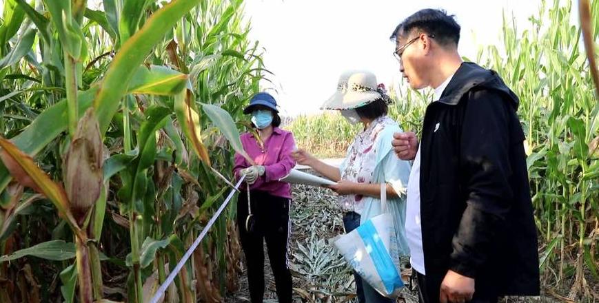 玉米理论测产缩值系数确定方法解析