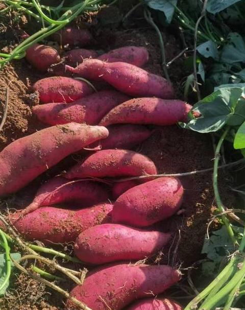 山东蔬菜产地直发