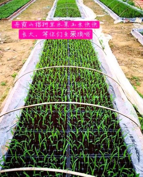 玉米大垄双行地膜覆盖种植技术解析