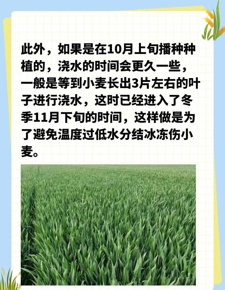 小麦春季浇水与追肥指南
