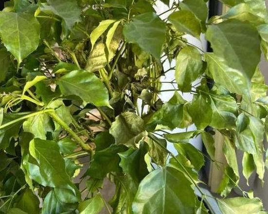 幸福树叶片粘液处理与病虫害防治指南