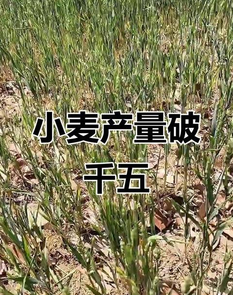 每公斤小麦有多少粒