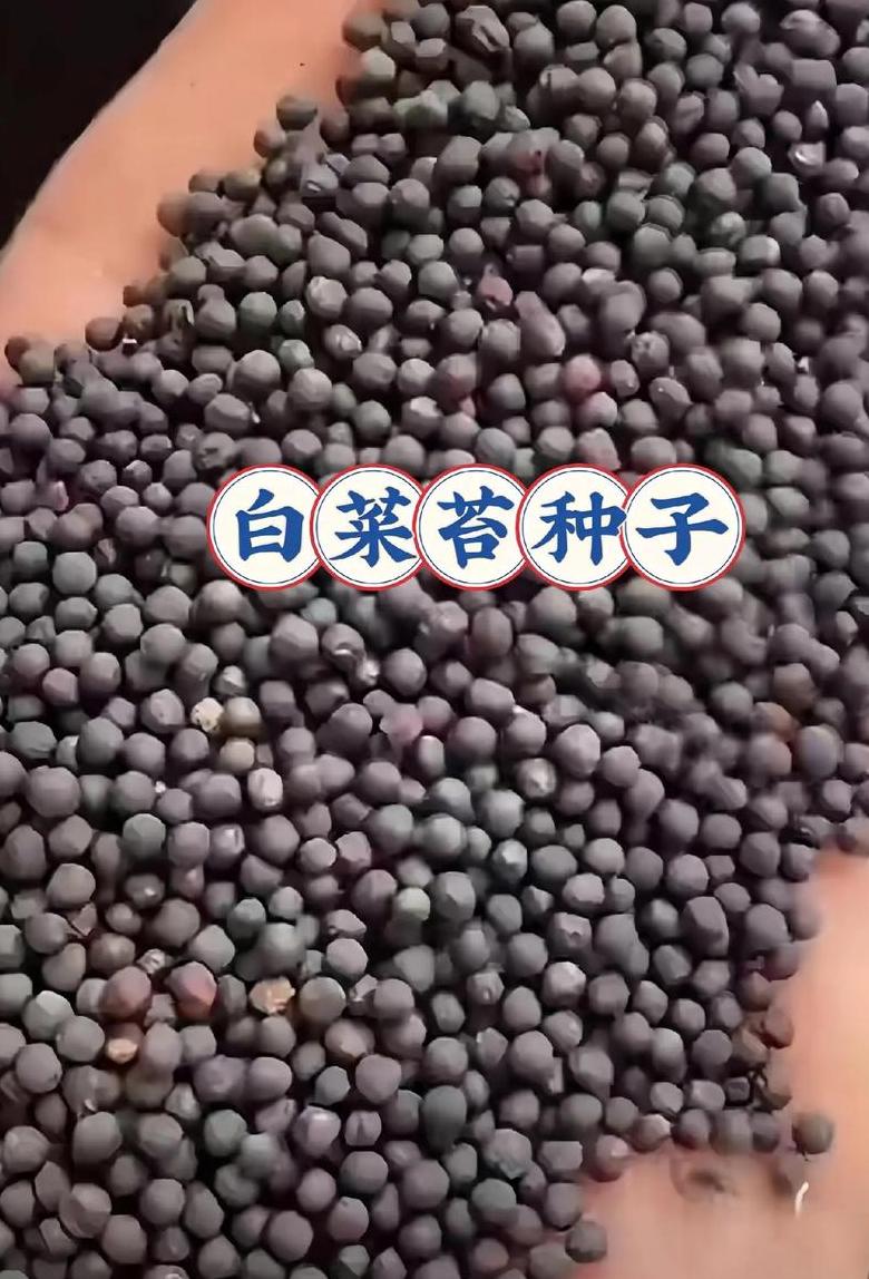 春季播种指南：早春蔬菜、花种子及草药种植全解析