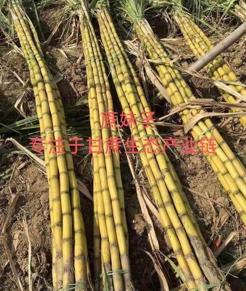 甘蔗种植一亩多少成本