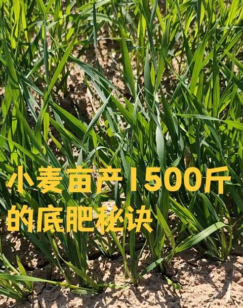 小麦春季浇水与追肥技巧解析