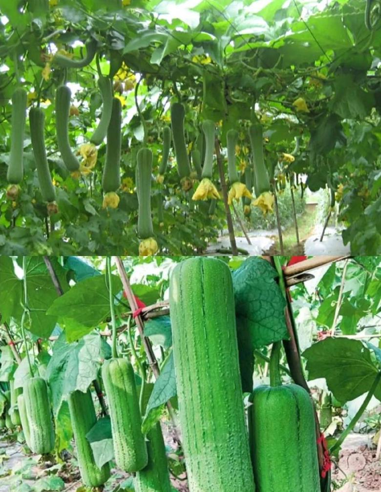 南方蔬菜种植月历：全年蔬菜种植指南