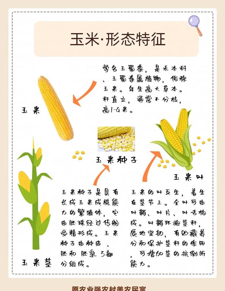 玉米的来源和历史故事