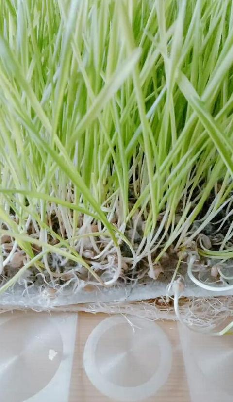 水培种植小麦苗教程：从播种到收获全解析