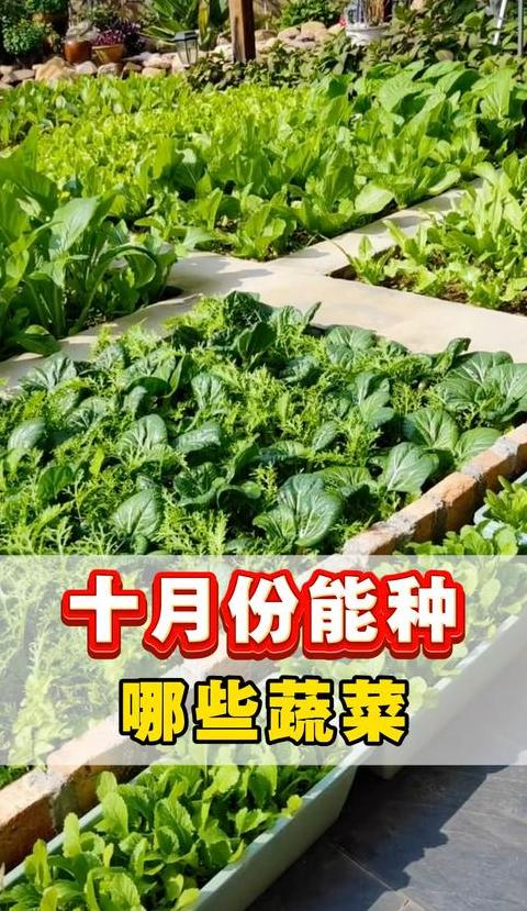 南方10月蔬菜种植指南