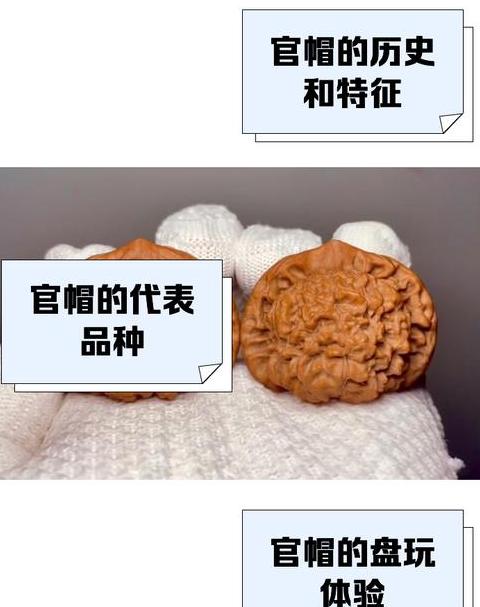 饥荒攻略：农业先驱帽使用方法与农作物种植技巧解析