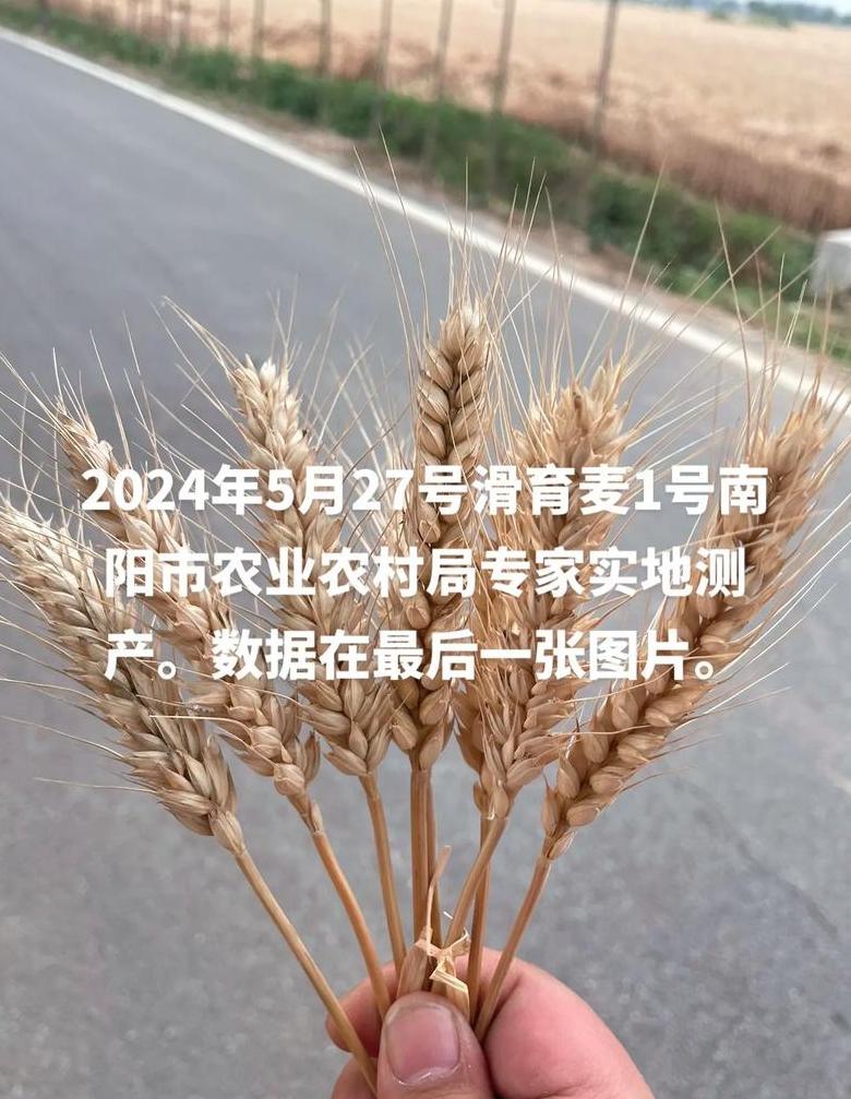中储粮小麦变质事件：揭秘真相与公众舆论反响