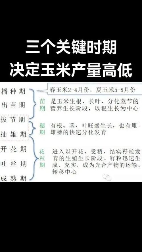玉米种植收获时间一览