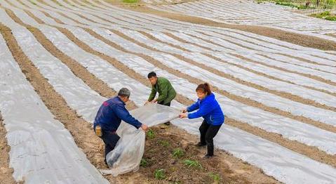 玉米覆膜种植技术详解