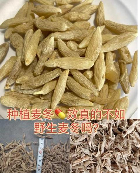 冬小麦与春小麦：播种、生长与品质对比