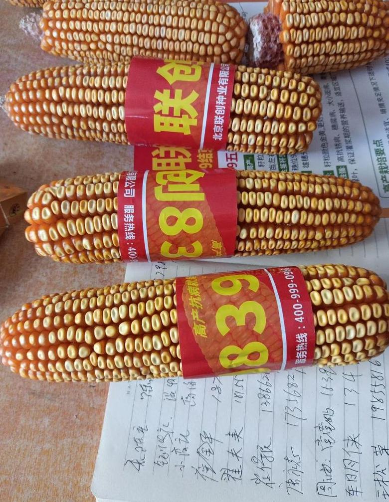 联创839玉米品种：高产抗逆性种植全解析