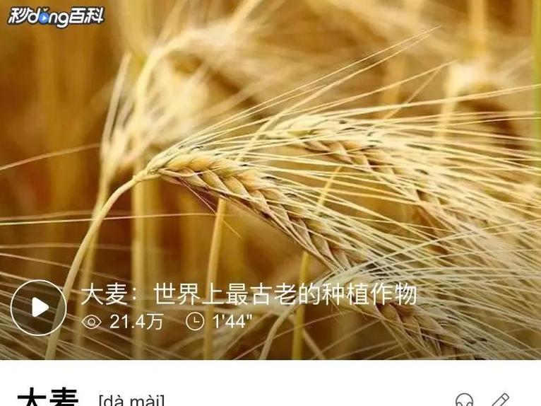 太麦198与济麦22：小麦品种对比及种植优势