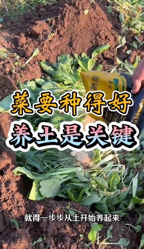 施肥的菜什么时候可以吃