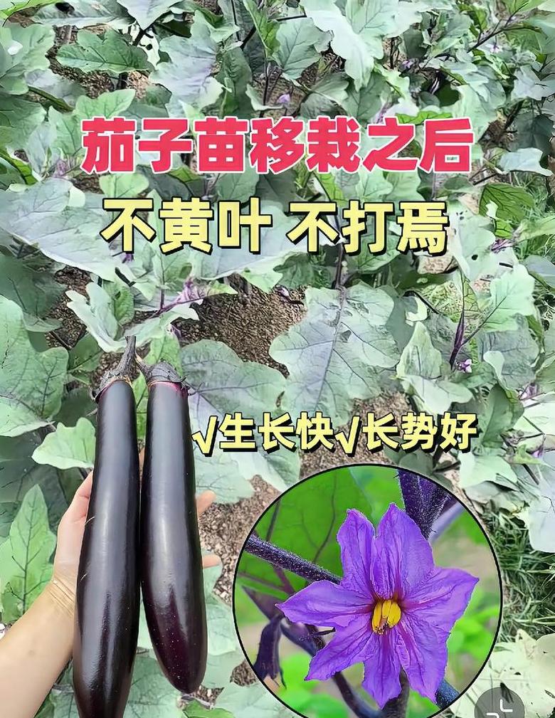 茄子施肥技巧解析