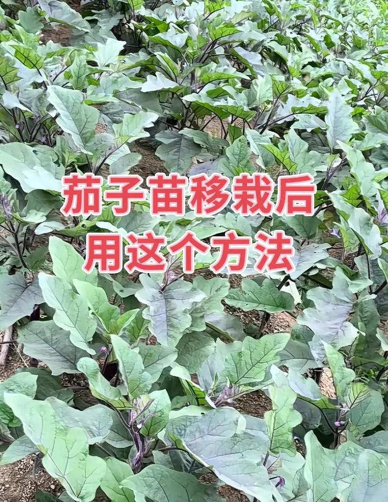 晚霜天气蔬菜种植应对攻略