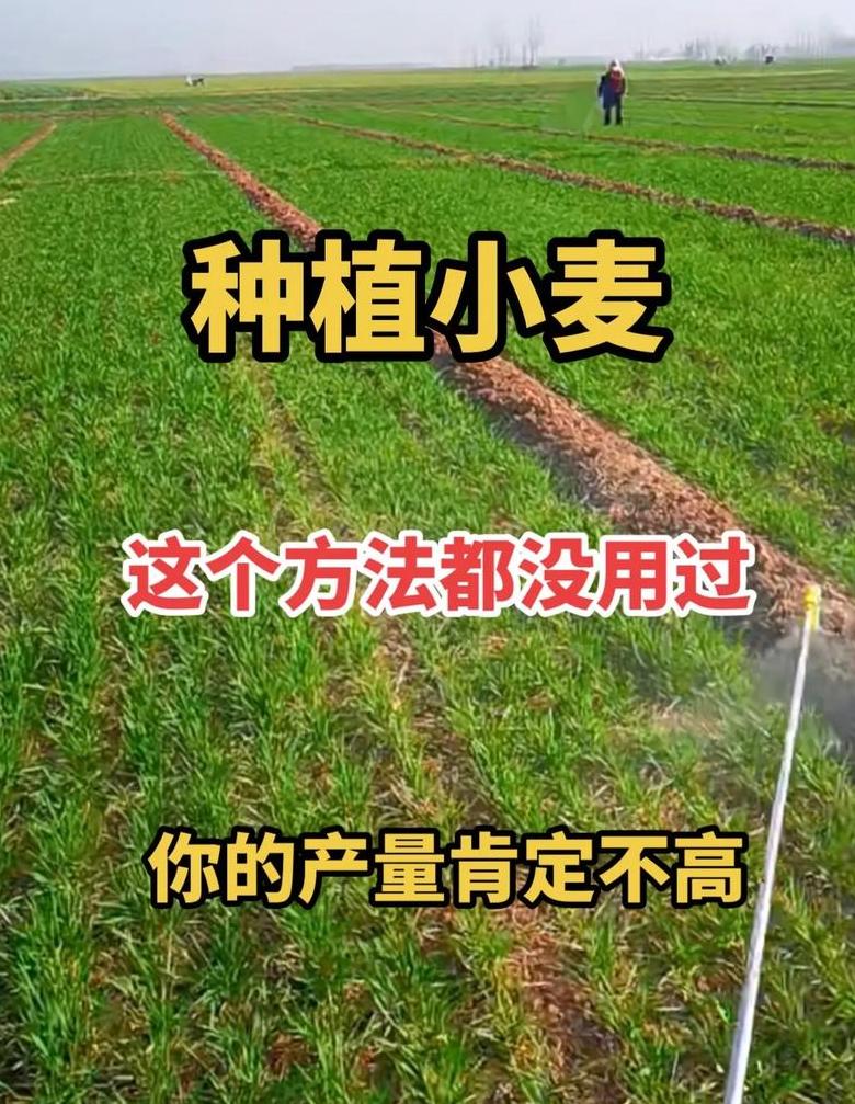 小麦无土栽培全攻略：播种、生长、收获一步到位