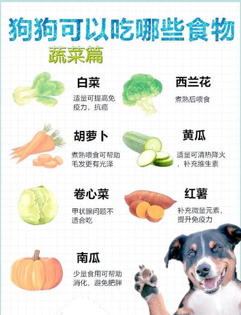 泰迪狗狗适宜蔬菜水果指南及注意事项
