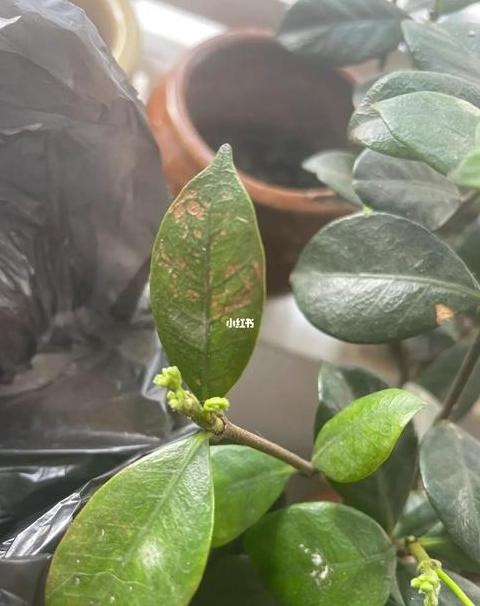 茉莉花叶子掉落及干枯原因解析