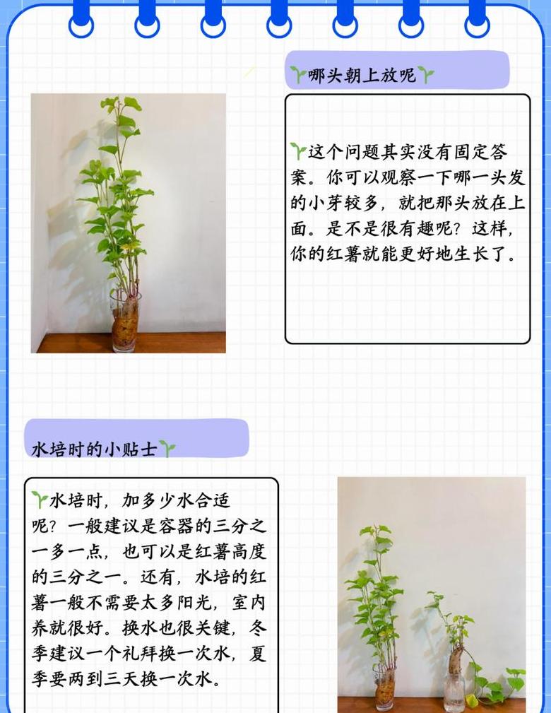 红薯苗培育方法全解析：三种低投资种植技巧