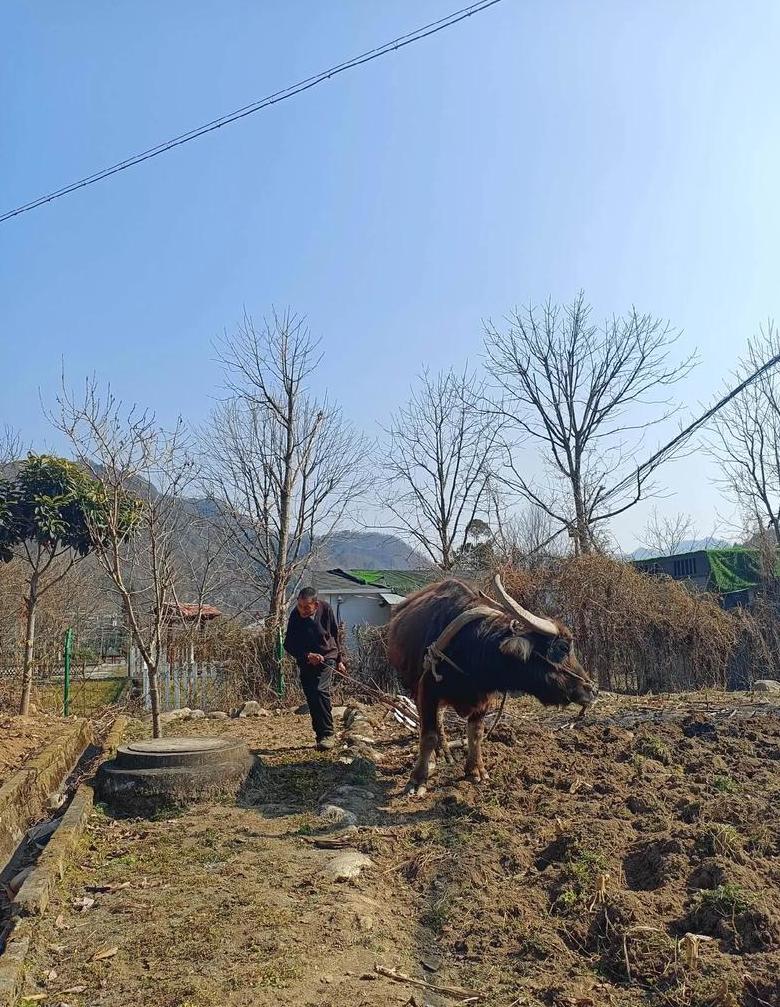 土壤耕作方法全解析：6种实用技巧助你提升土壤肥力